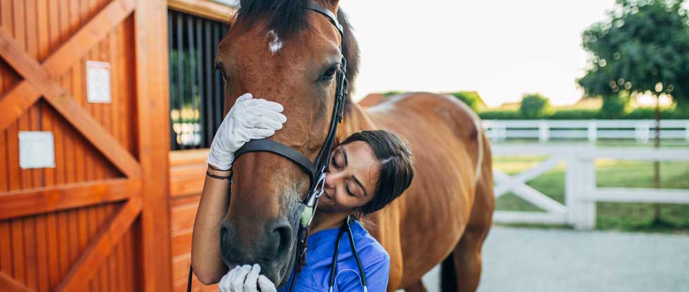 Livestock and equine care