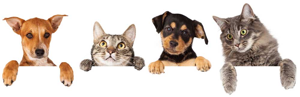 TVH Kurunegala pet care